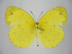 Eurema hecabe solifera