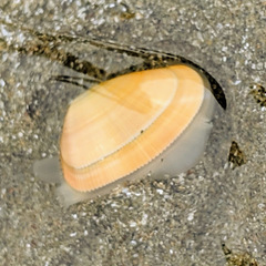 Donax gouldii image