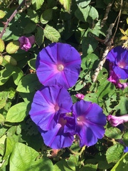 Ipomoea indica