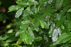 Polyalthia suberosa