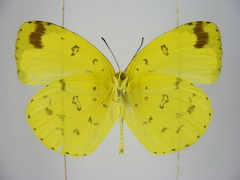 Eurema hecabe solifera