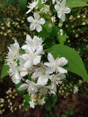 Deutzia