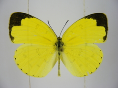 Eurema hecabe solifera