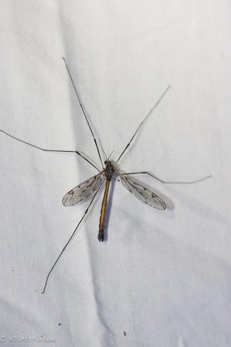 Tipula abdominalis