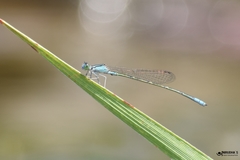 Pseudagrion spencei