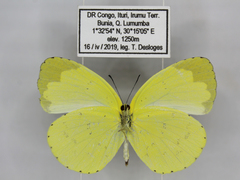 Eurema hecabe solifera