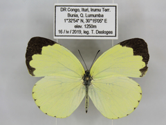 Eurema hecabe solifera