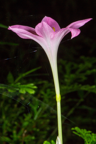 Zephyranthes rosea