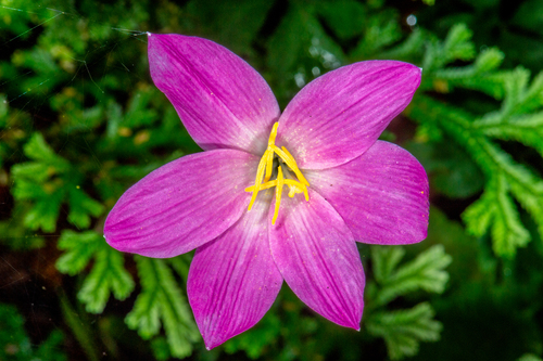Zephyranthes rosea