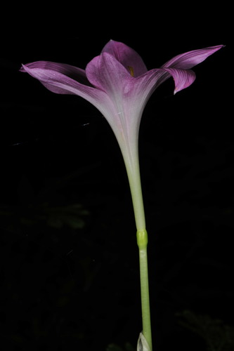 Image of Zephyranthes rosea by (c) Alan Rockefeller, some rights reserved (CC BY)