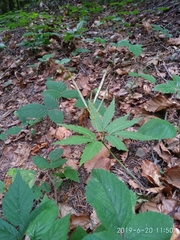 Cardamine glanduligera