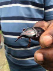 Rhynchophorus phoenicis