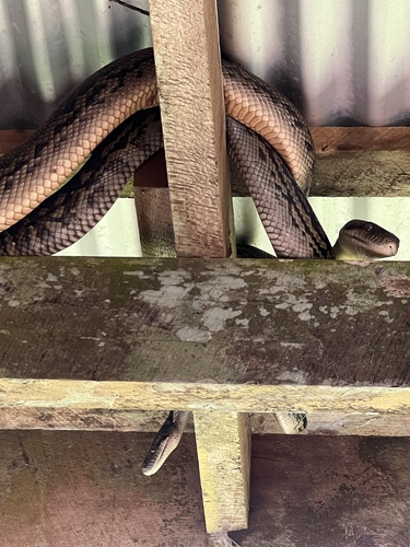 Australian Scrub Python sighting