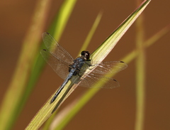 Celithemis verna