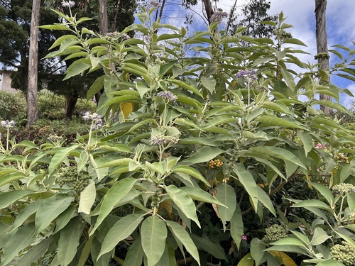 bugweed