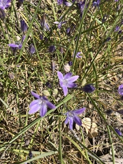 Triteleia bridgesii