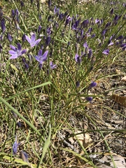 Triteleia bridgesii