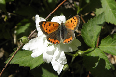 Lycaena phlaeas hypophlaeas