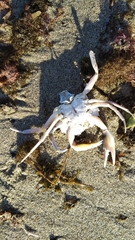 Liocarcinus holsatus