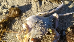 Liocarcinus holsatus