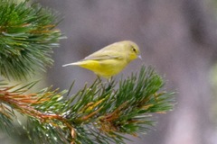 Leiothlypis celata lutescens