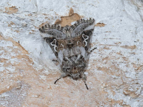 Omphalophana pauli