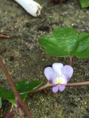 Cymbalaria muralis