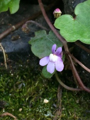 Cymbalaria muralis