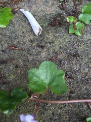 Cymbalaria muralis
