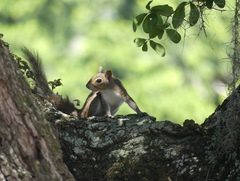 Sciurus carolinensis