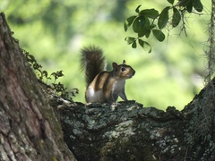 Sciurus carolinensis