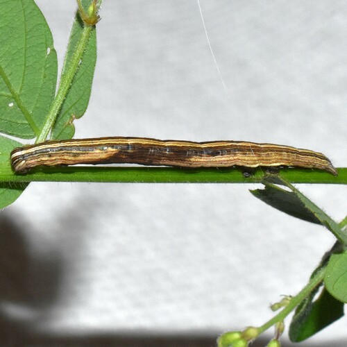 Black Bit Moth photo 6