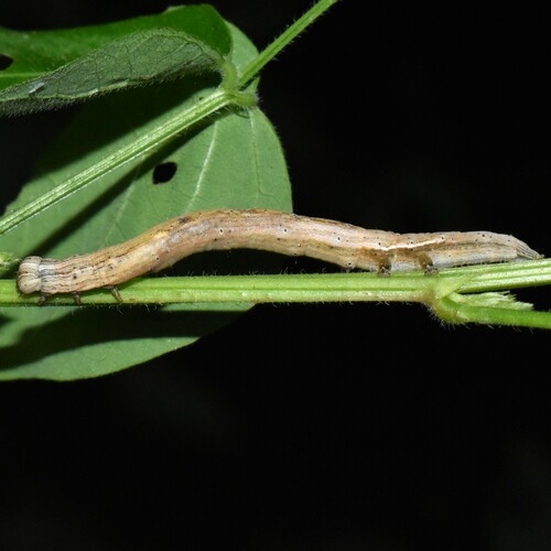Black Bit Moth photo 5