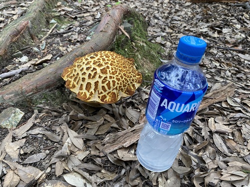 Rugiboletus extremiorientalis