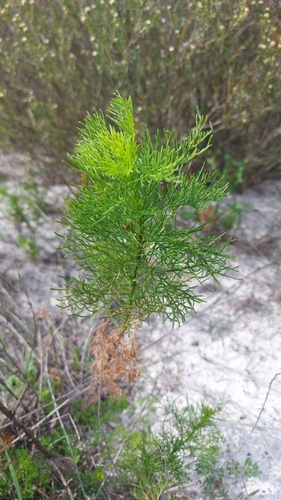 Image of Senecio foeniculoides by (c) Jacques van der Merwe, some rights reserved (CC BY-SA)