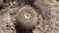 Mammillaria wagneriana