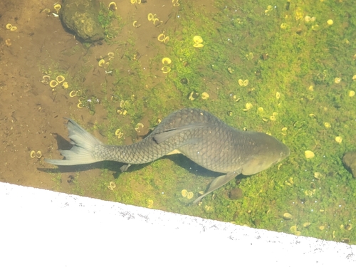 Grass carp (Ctenopharyngodon idella) — Cyprinidae — 4