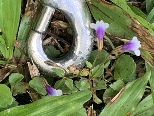 Torenia crustacea observed 2024-09-09