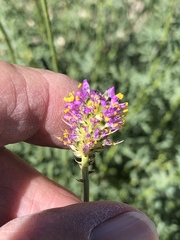 Dalea searlsiae