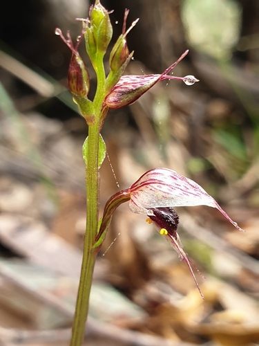 Image of Acianthus fornicatus by (c) Shelomi Doyle, some rights reserved (CC BY)
