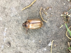 Amphimallon solstitiale