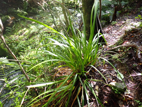 Image of Machaerina sinclairii by (c) Benjamin Lavin, some rights reserved (CC BY)