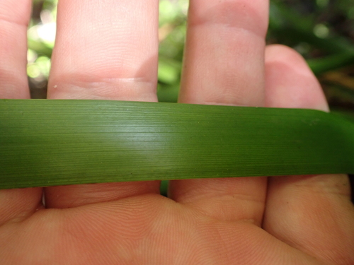 Image of Machaerina sinclairii by (c) Benjamin Lavin, some rights reserved (CC BY)