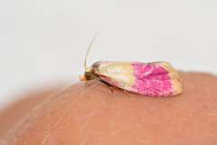 Cochylis rosaria