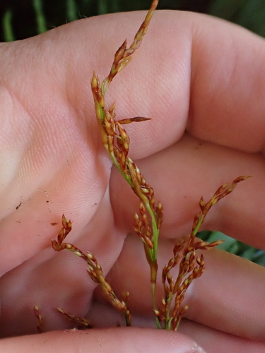 Image of Machaerina sinclairii by (c) Benjamin Lavin, some rights reserved (CC BY)