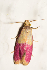Cochylis rosaria