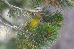 Leiothlypis celata lutescens