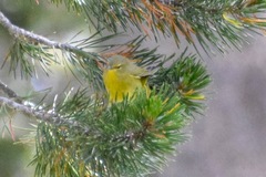 Leiothlypis celata lutescens