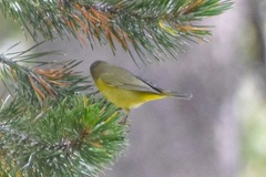 Leiothlypis celata lutescens