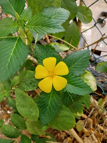 Yellow alder